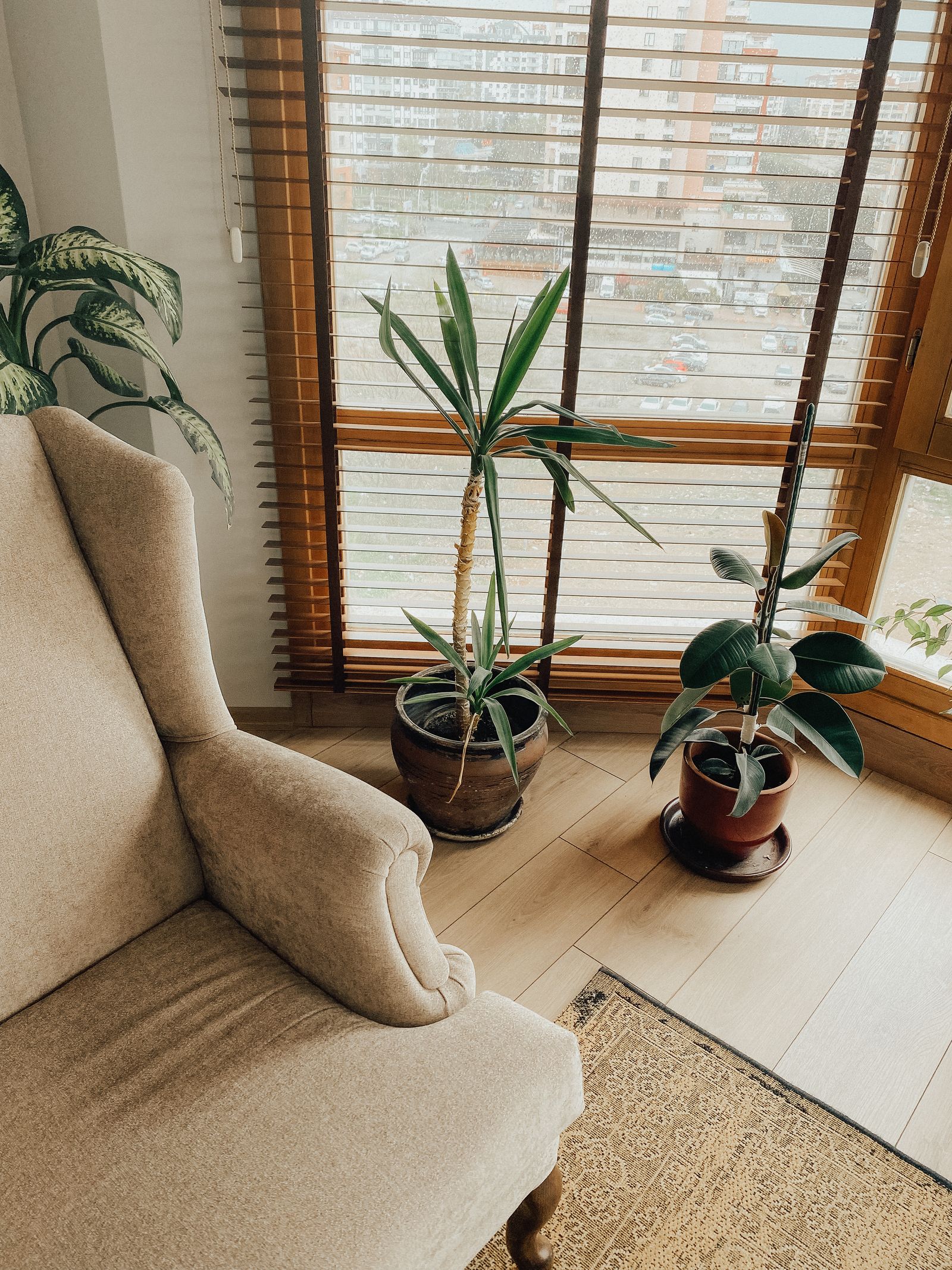A wing-back armchair and houseplants beside a sunny window in a self-contained apartment